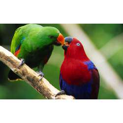 Благородный зелёно-красный попугай (Eclectus roratus, Lorius roratus)