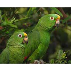 Суринамский амазон (Amazona ochrocephala)