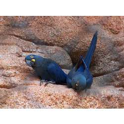 Малый гиацинтовый ара (Anodorhynchus leari)