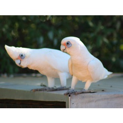 Гологлазый какаду (Cacatua sanguinea, Kakatoe sanguinea)