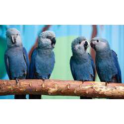 Голубой ара (Cyanopsitta spixii)