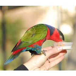 Дамский широкохвостый лори (Lorius lory)