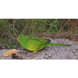 Земляной попугай (Pezoporus wallicus)