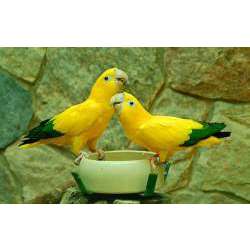 Золотая аратинга (Aratinga guarouba, Guarouba guarouba)