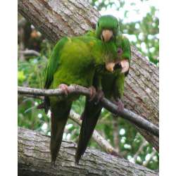 Мексиканская аратинга (Aratinga holochlora)