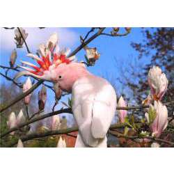 Какаду-инка (Lophocroa leadbeateri, Cacatua leadbeateri, Kakatoe leadbeateri)