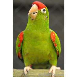 Колумбийская аратинга (Aratinga wagleri)