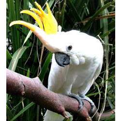 Малый желтохохлый какаду (Cacatua sulphurea, Plyctolophus sulphurea)