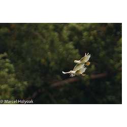 Филиппинский какаду (Cacatua haematuropygia, Kakatoe haematuropygia)