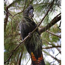 Траурный какаду Бэнкса (Calyptorhynchus banksii, Calyptorhynchus magnificus)