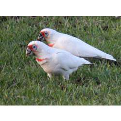 Носатый какаду (Cacatua tenuirostris, Kakatoe tenuirostris)