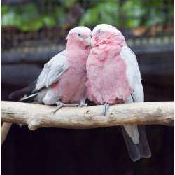 Розовый какаду (Eolophus roseicapilla, Eolophus roseicapillus, Kakatoe roseicapillus)