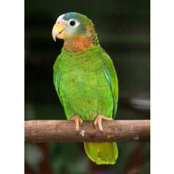 Ямайский желтоклювый амазон (Amazona collaria)