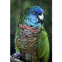 Синелицый амазон (Amazona versicolor)