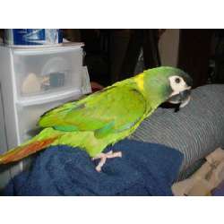 Желтошейный ара (Ara auricollis)