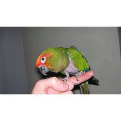 Златошапочная аратинга (Aratinga auricapillus)