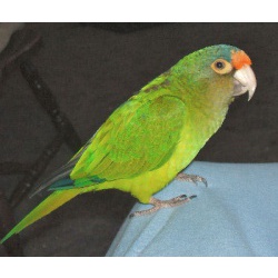 Оранжеволобая аратинга (Aratinga canicularis)