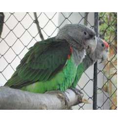 Капский длиннокрылый попугай (Poicephalus robustus)