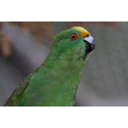 Новозеландский горный прыгающий попугай (Cyanoramphus malherbi)