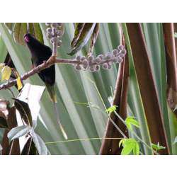Пальмовый украшенный лори (Charmosyna palmarum)