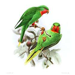 Красногорлый украшенный лори (Charmosyna aureicincta, Charmosyna amabilis, Glossopsitta amab