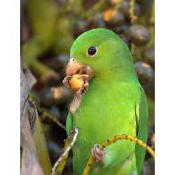 Тирика (Brotogeris tirica)