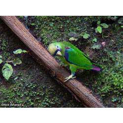 Черноспинный пестрохвостый попугай (Touit melanonotus)