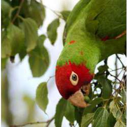 Красноголовая аратинга (Aratinga erythrogenys)