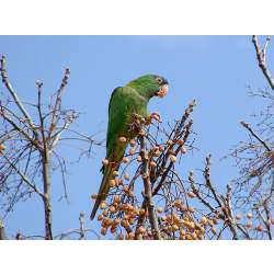 Синелобая аратинга (Aratinga acuticaudata)