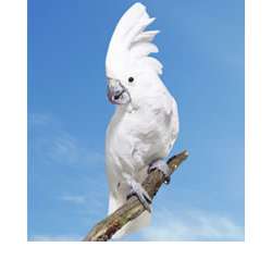 Большой белохохлый какаду (Cacatua alba)