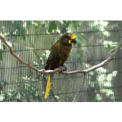 Бурый блестящий лори (Chalcopsitta duivenbodei)