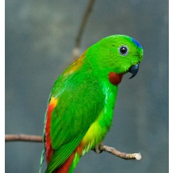 Зеленолобый висячий попугайчик (Loriculus tener)