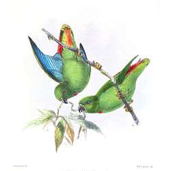 Молуккский висячий попугайчик (Loriculus catamene)