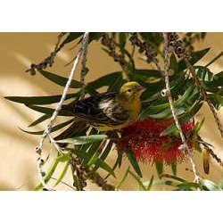 Канарский канареечный вьюрок (Serinus canaria)