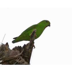 Сулавесский зелёный висячий попугайчик (Loriculus exilis)