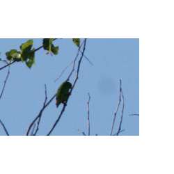 Флоресский висячий попугайчик (Loriculus flosculus)