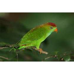 Цейлонский висячий попугайчик (Loriculus beryllinus)