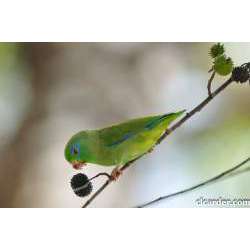 Очковый воробьиный попугайчик (Forpus conspicillatus)