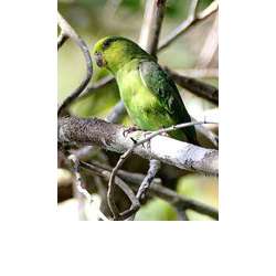 Темноклювый воробьиный попугайчик (Forpus sclateri)