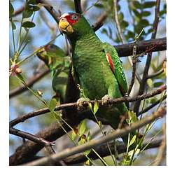 Белолобый амазон (Amazona albifrons)