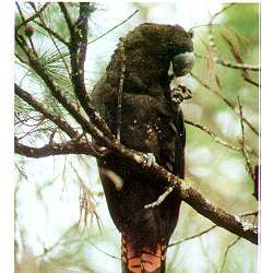 Буроголовый траурный какаду (Calyptorhynchus lathami)
