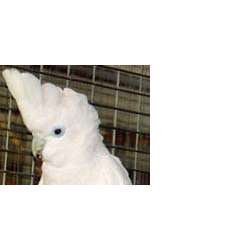 Соломонский какаду (Cacatua ducorpsii, Plyctolophus ducrops)