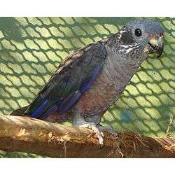 Тёмный красногузый попугай (Pionus fuscus)