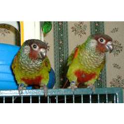 Белоухий краснохвостый попугай (Pyrrhura leucotis)