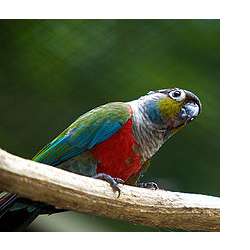 Жемчужный краснохвостый попугай (Pyrrhura perlata)