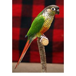 Зеленощёкий краснохвостый попугай (Pyrrhura molinae)