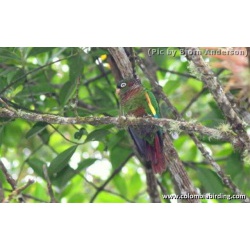 Роскошный краснохвостый попугай (Pyrrhura calliptera)