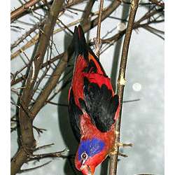 Чернокрылый красный лори (Eos cyanogenia)