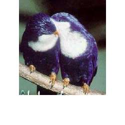 Синий лори-отшельник (Vini peruviana)