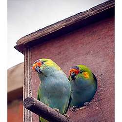 Венценосный мускусный лорикет (Glossopsitta porphyrocephala)